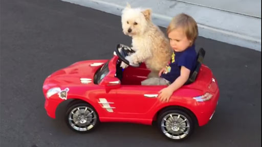 Perro conduciendo coche electrico infantil con mando RC